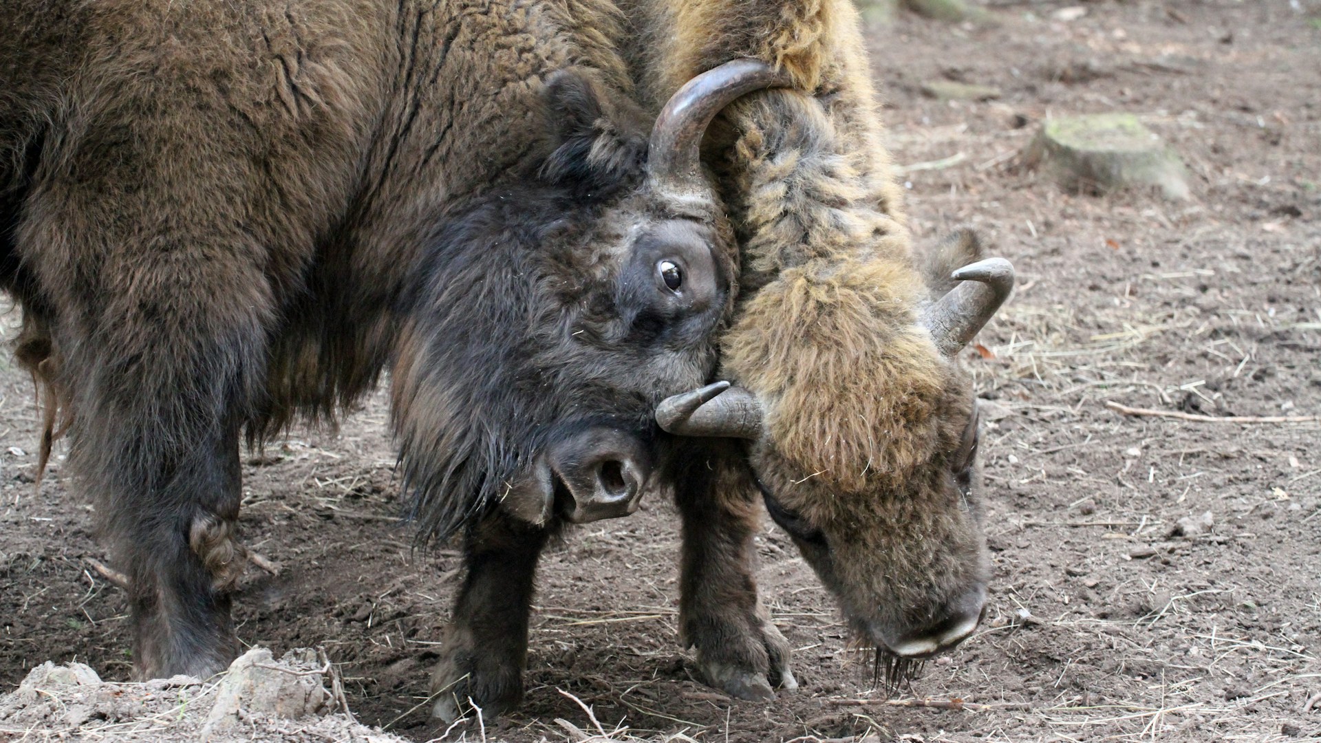 Bison at Wilder Blean