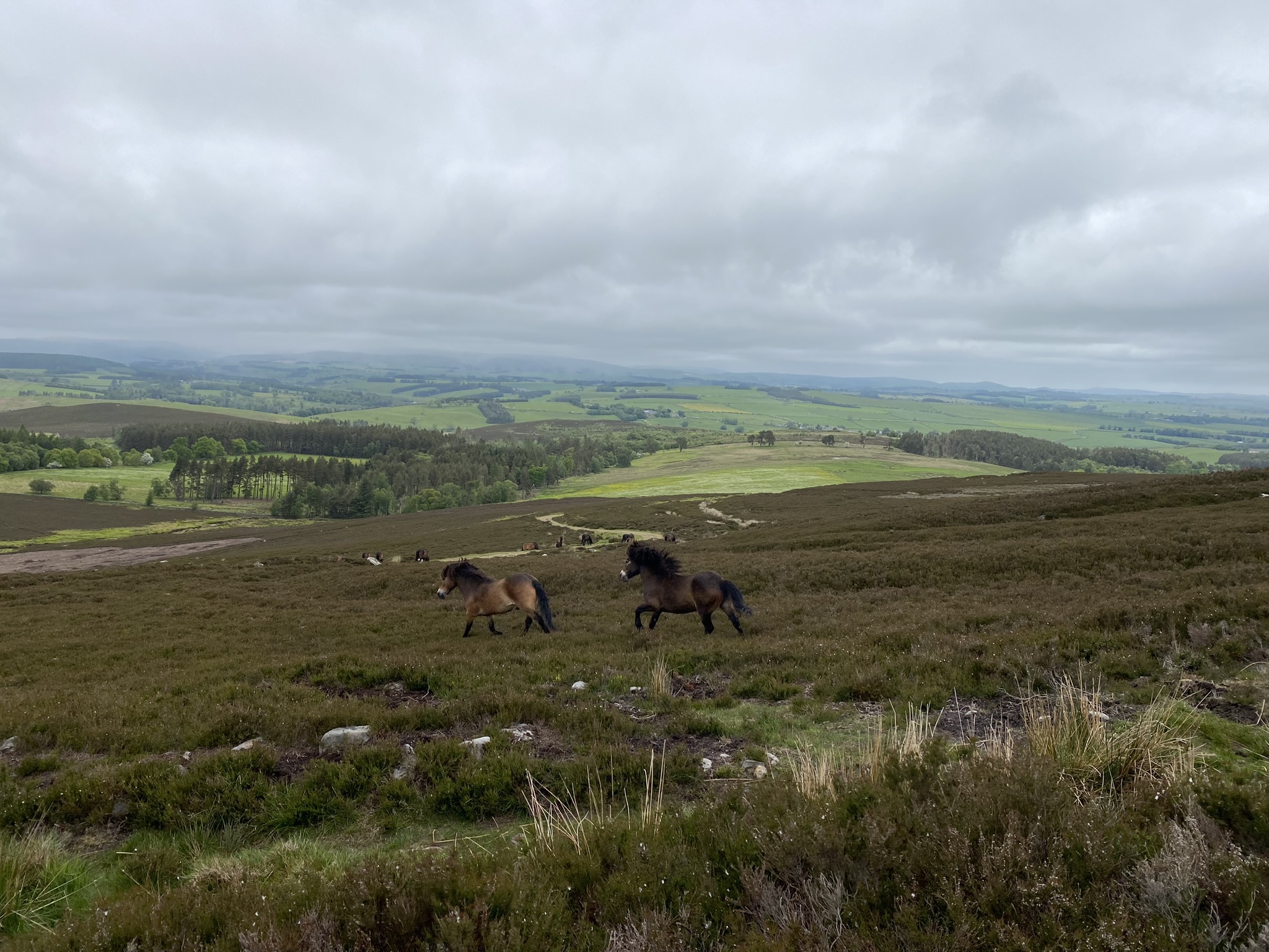 View of Hepple Wildlands with grazing animals