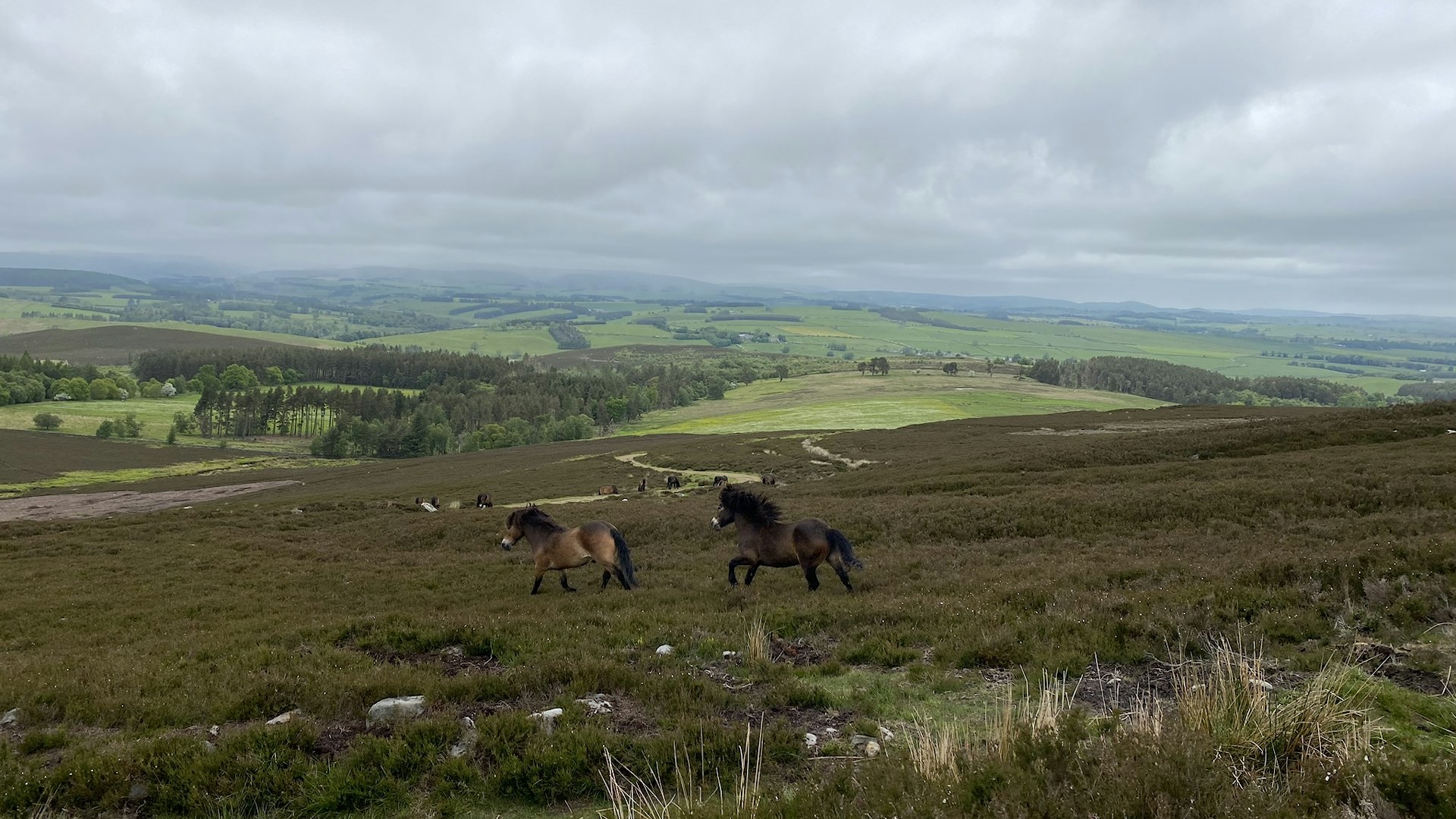 View of Hepple Wildlands with grazing animals