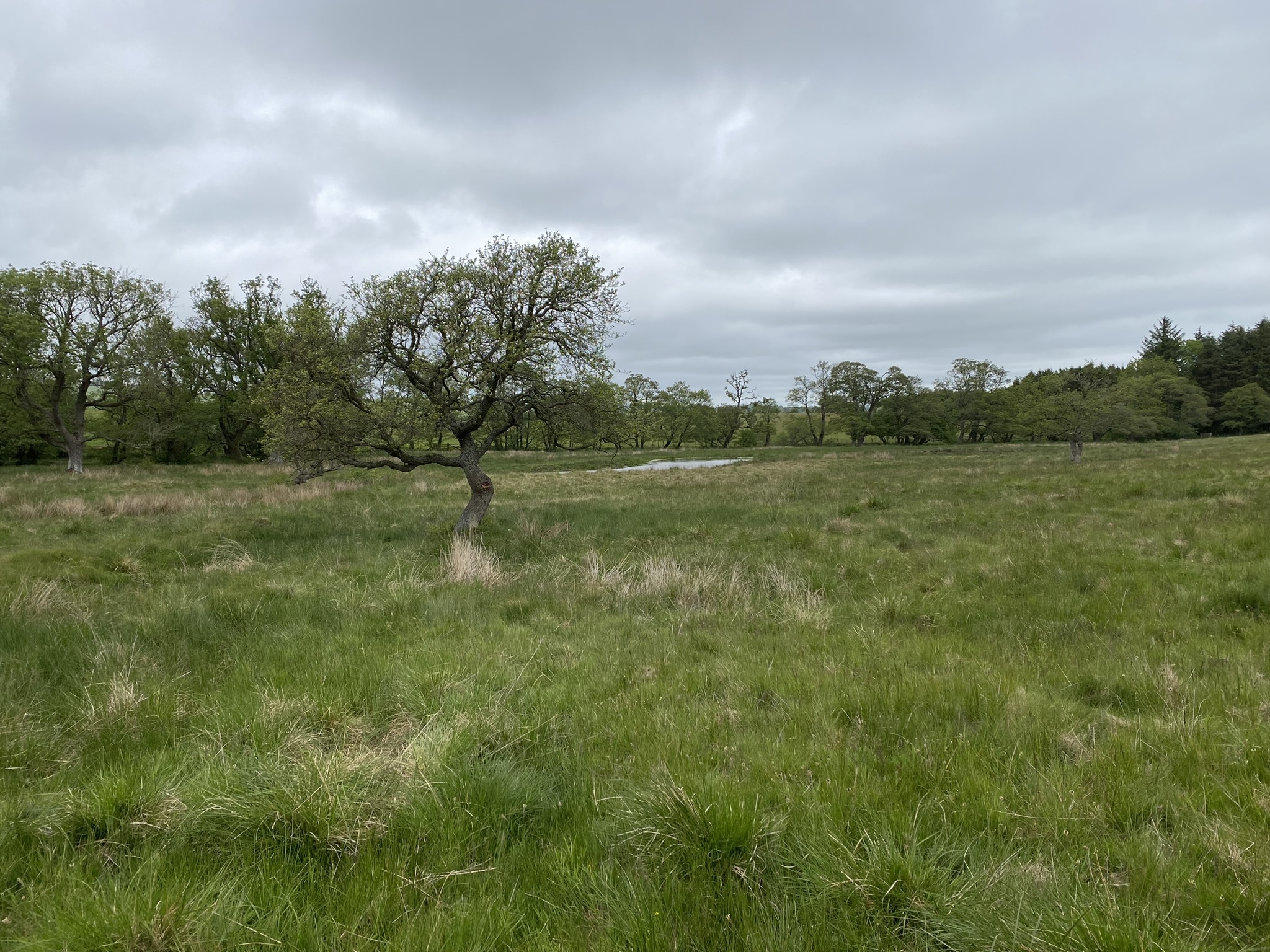 A lone tree in a field at Hepple wildlands showing area to be rewilded