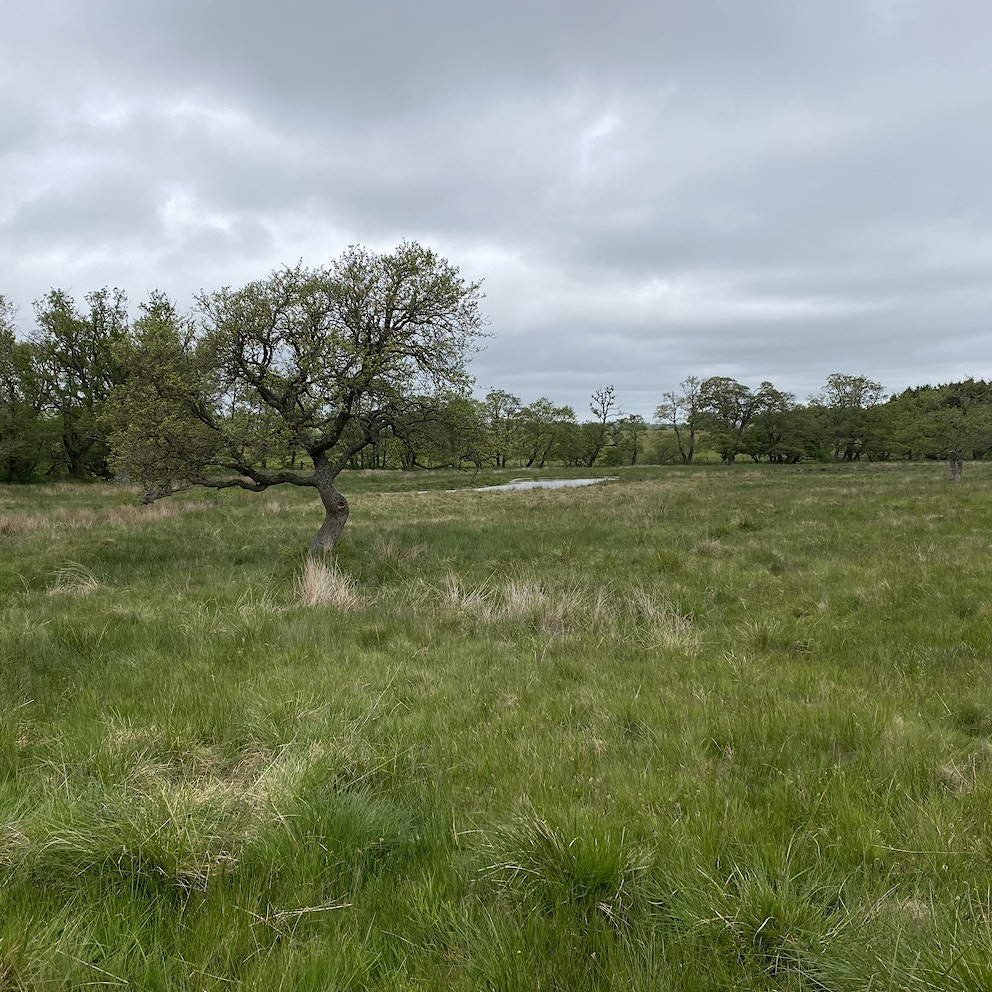 A lone tree in a field at Hepple wildlands showing area to be rewilded