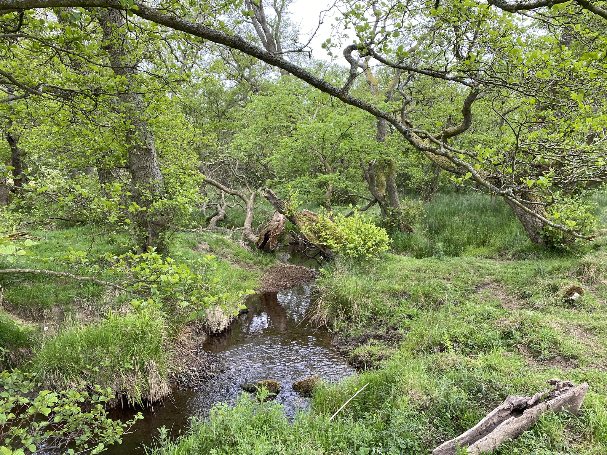 A stream winds through ancient woodland at Hepple Wildlands rewilding site