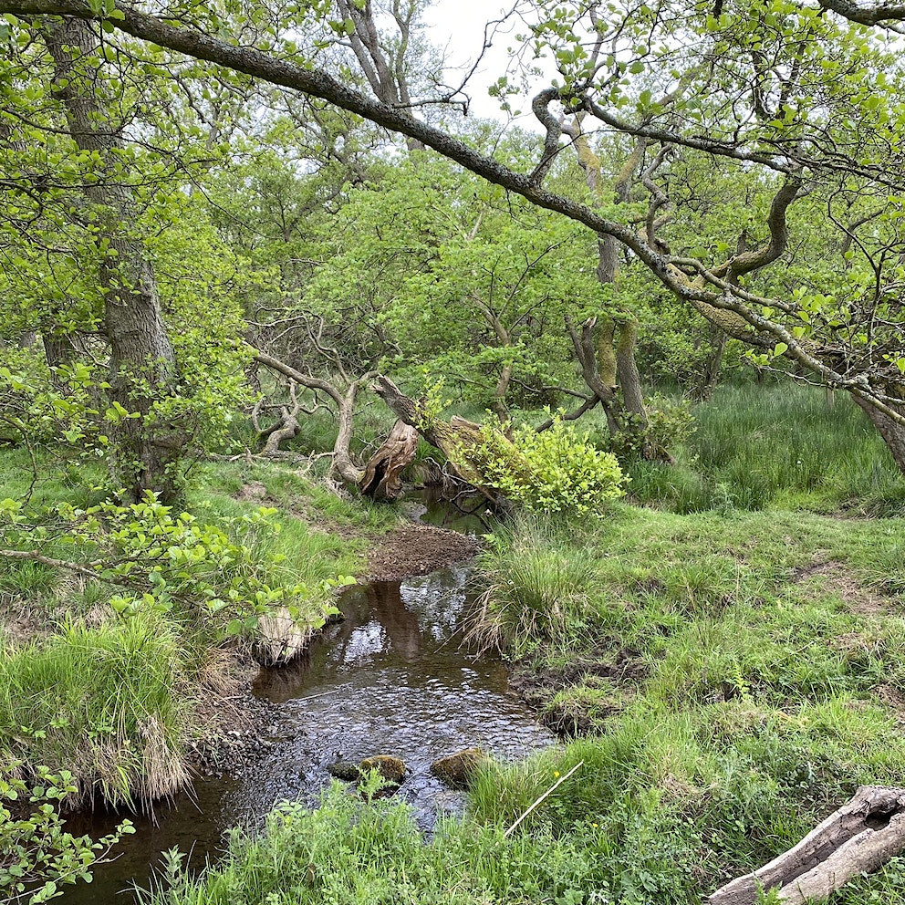 A stream winds through ancient woodland at Hepple Wildlands rewilding site