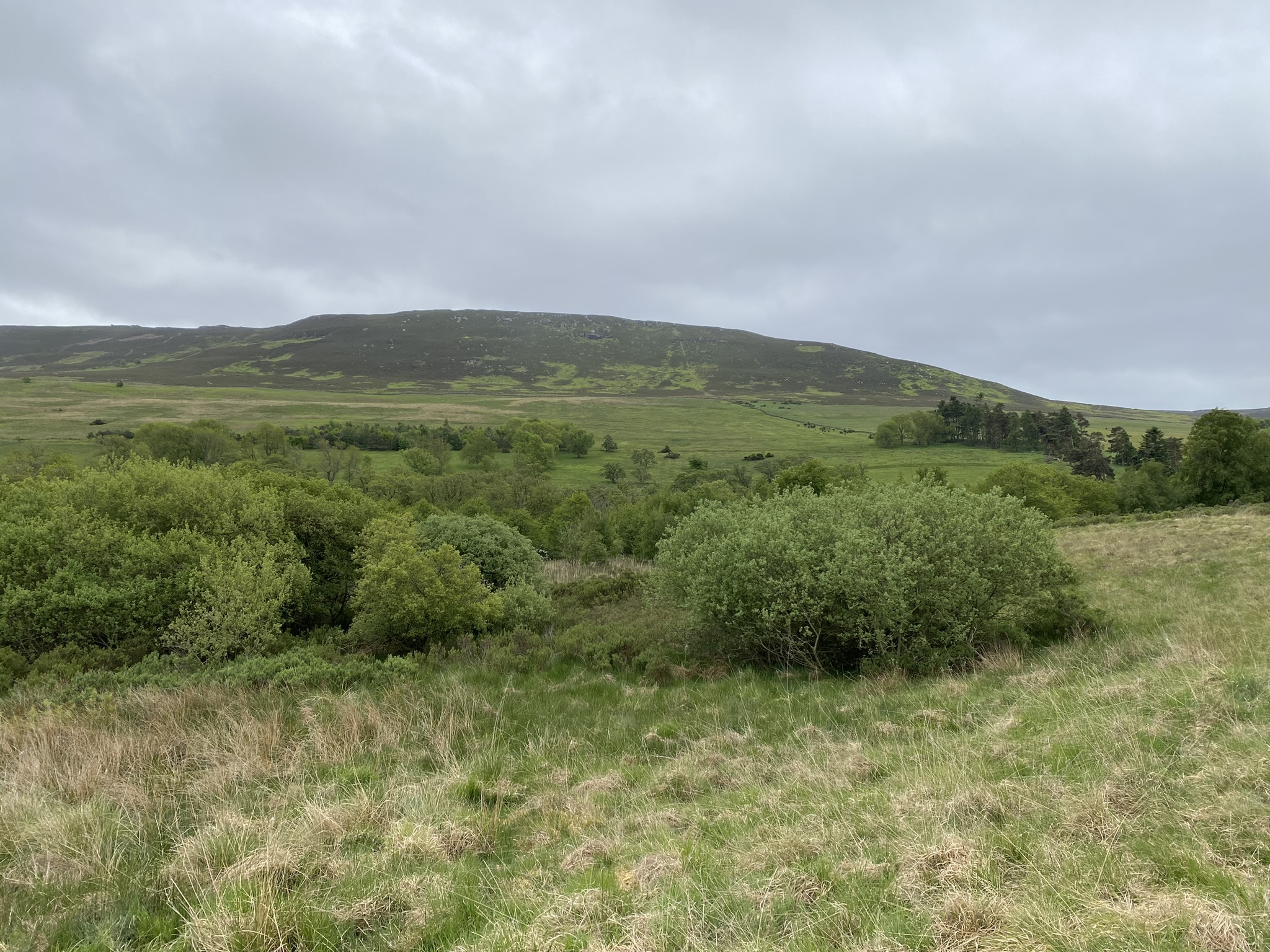 Regenerating scrub at Hepple Wildlands