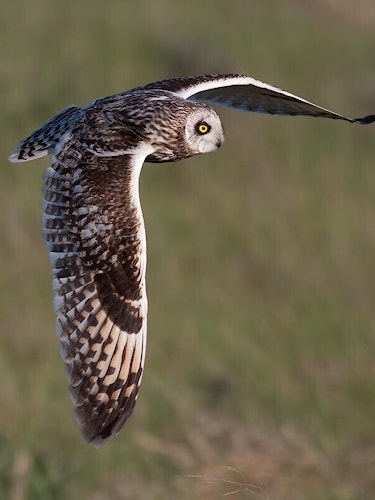 Flying short-eared owl in Tarras Valley Nature Reserve
