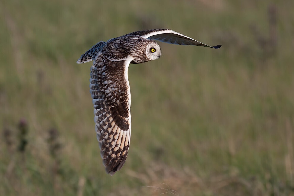 Flying short-eared owl in Tarras Valley Nature Reserve
