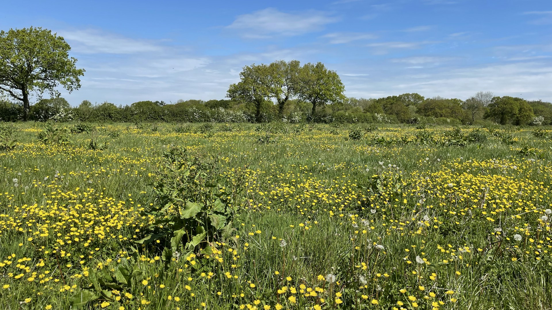 Wildflower meadow