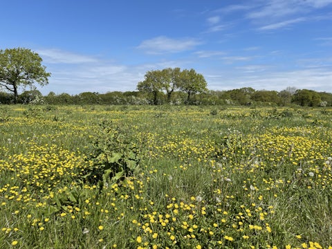 Wildflower meadow