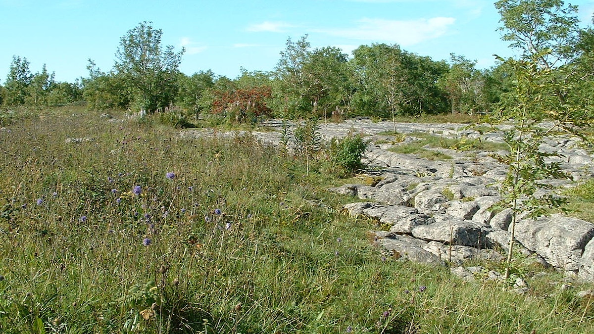 Ingleborough Scar Close