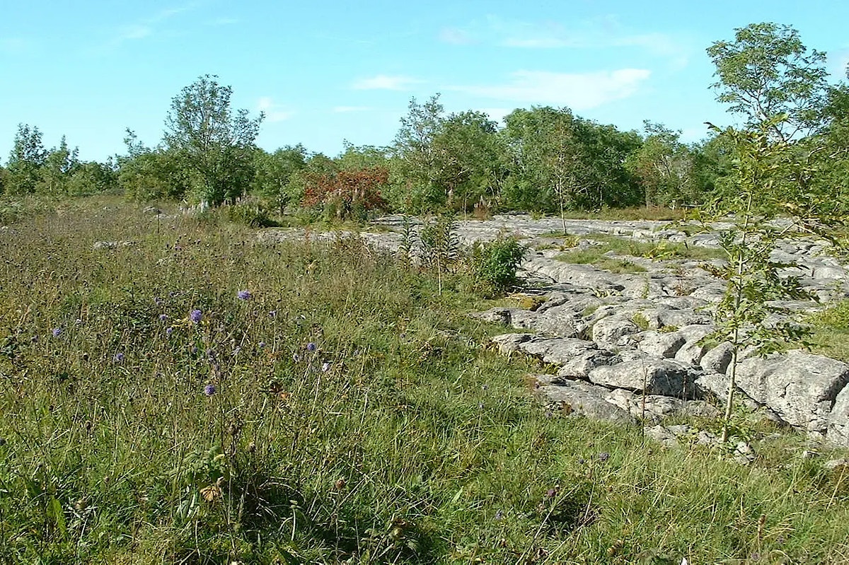 Photo of Wilder Inglesborough