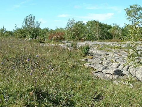 Photo of Wilder Inglesborough