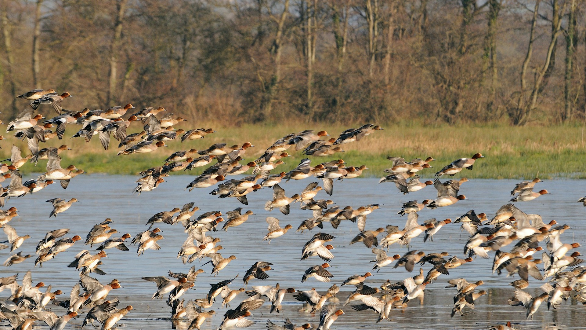 Ins outs of wetlands