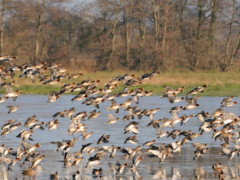 Ins outs of wetlands