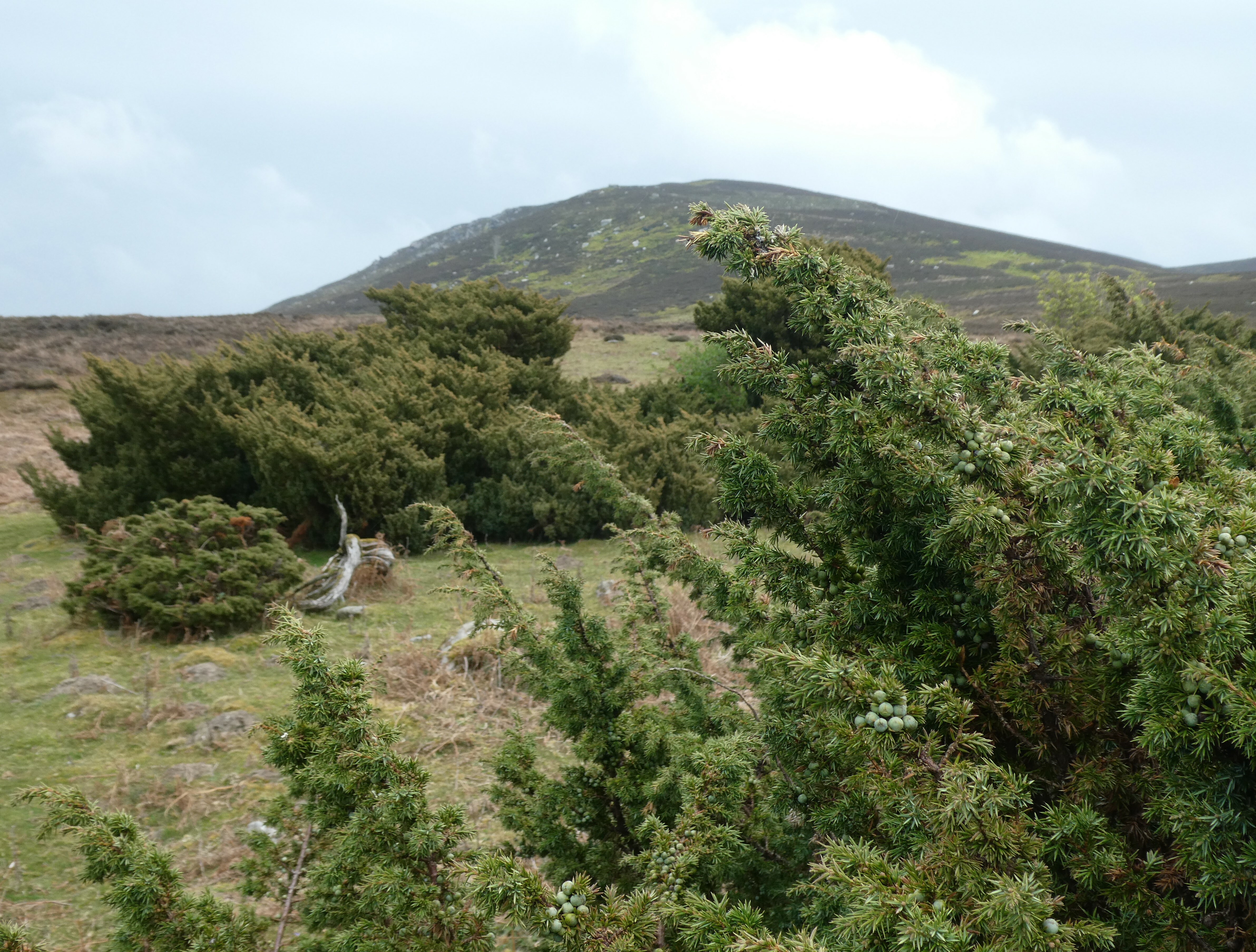 Juniper thriving at Hepple