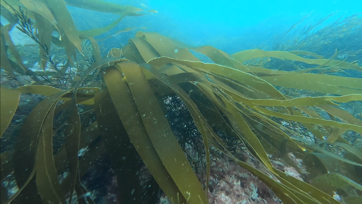 Kelp leaves underwater