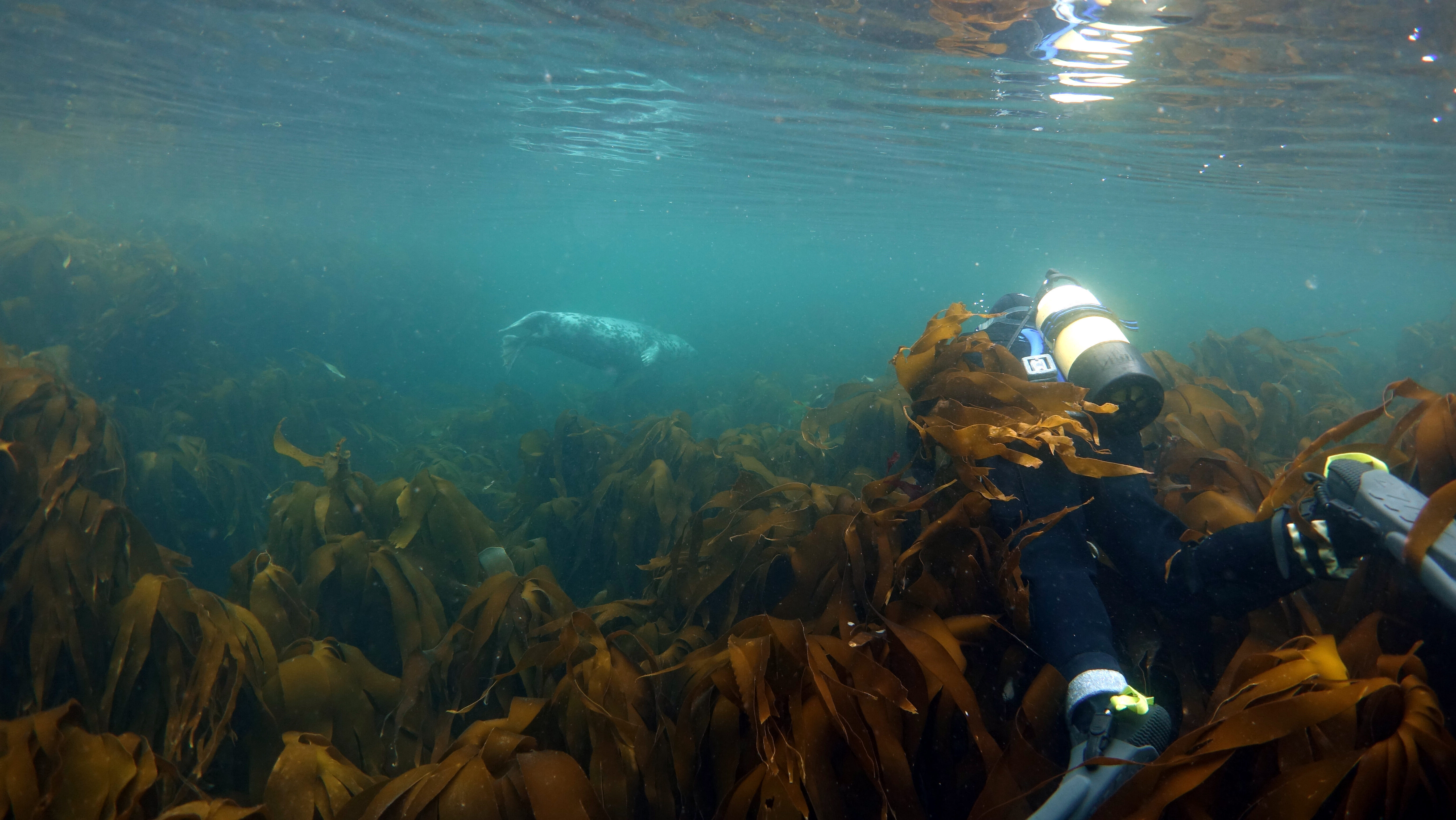 Diver underwater swimming above kelp with a grey seal in the distance.