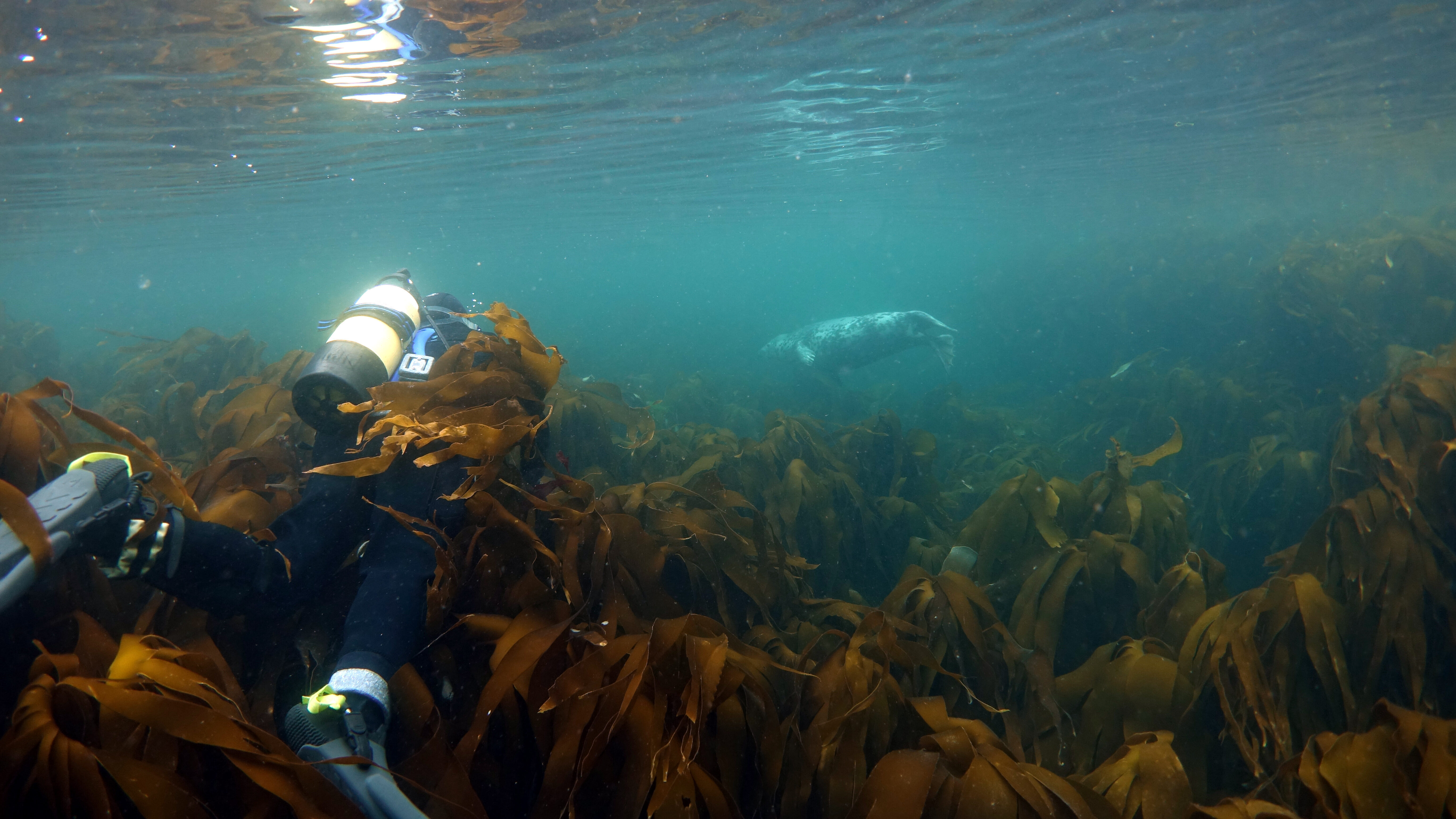 Scuba diver swimming over kelp towards a grey seal.