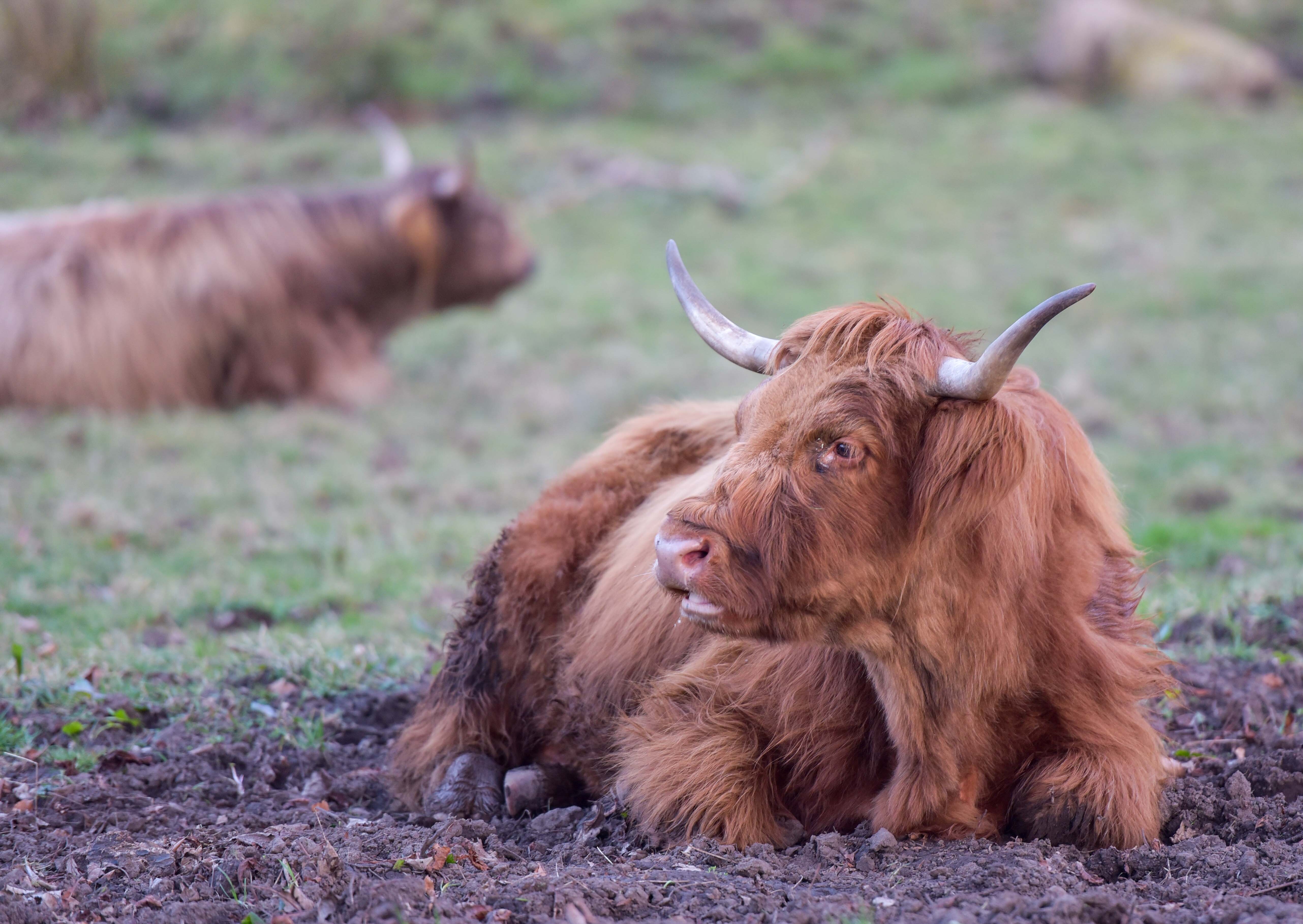 Kinkell new highland coos for conservation grazing