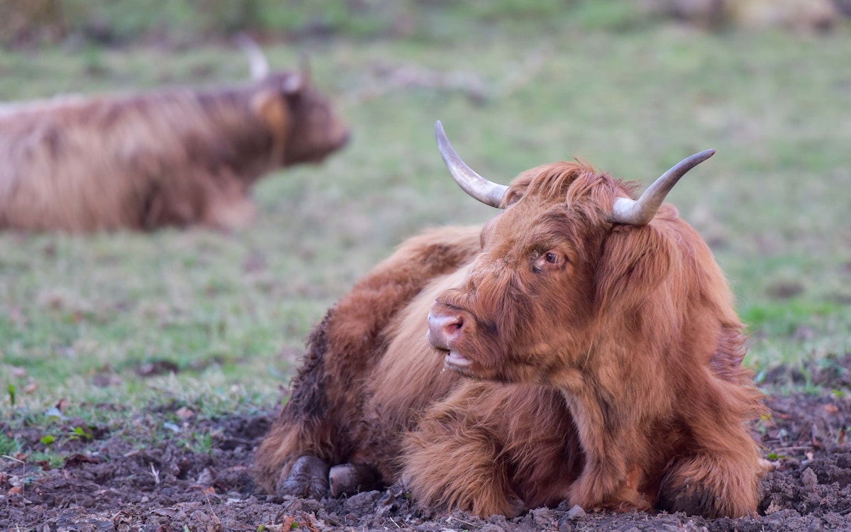 Kinkell new highland coos for conservation grazing