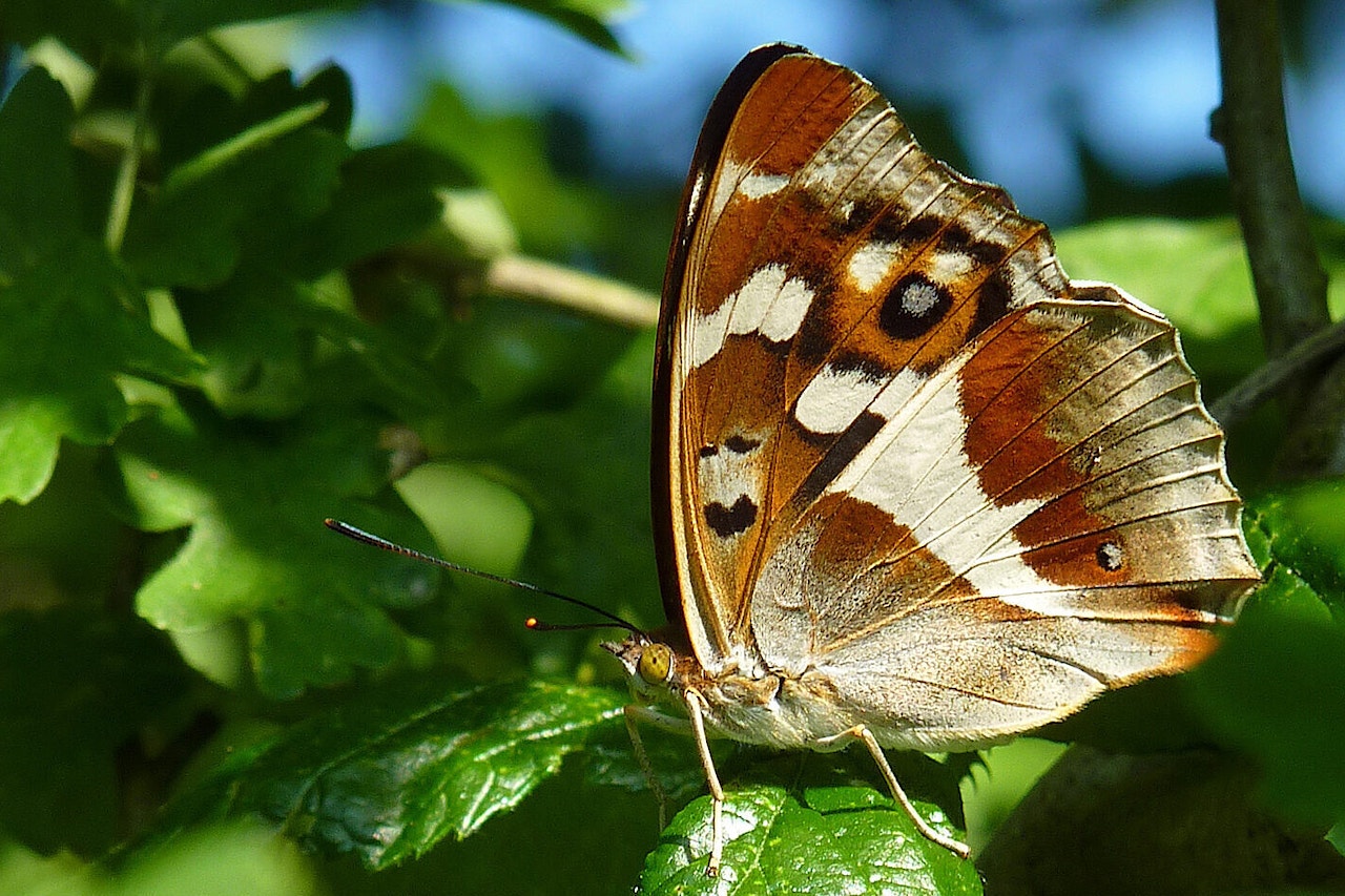 Female purple emperor butterfly perched on leaf at Knepp Estate.