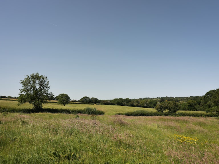A scenic wildflower meadow with trees on the horizon under a clear sky