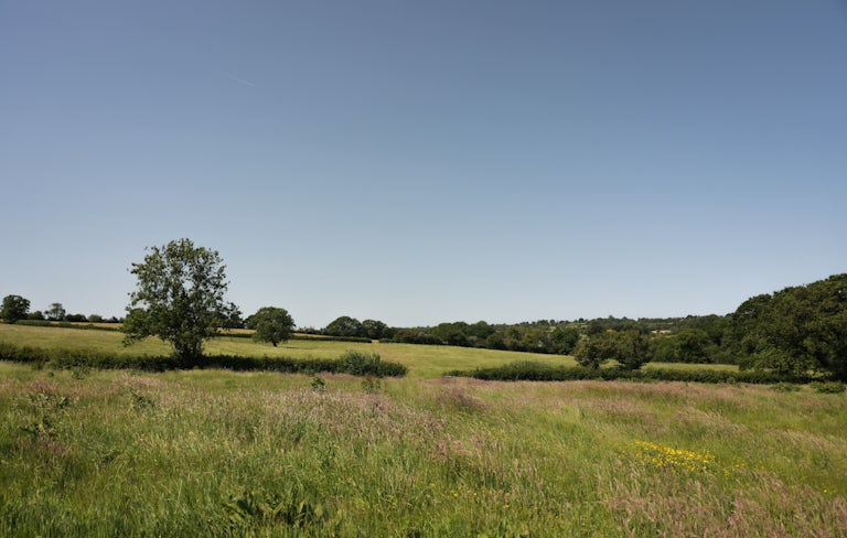 A scenic wildflower meadow with trees on the horizon under a clear sky