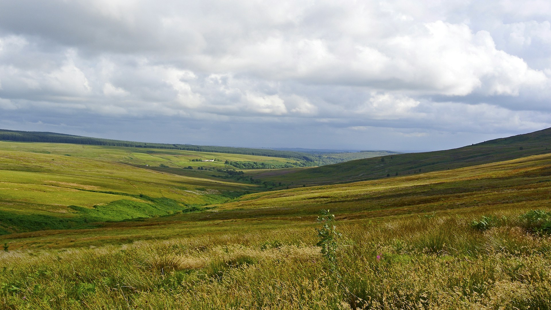 Langholm Moor