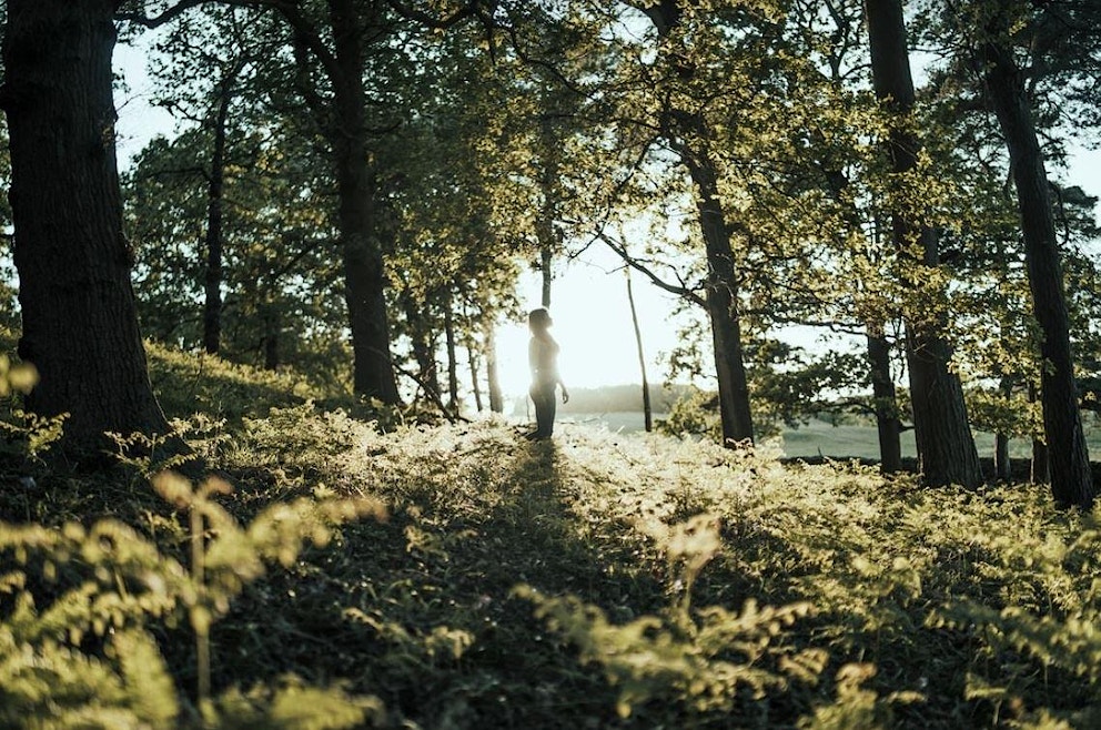 Leicester Woodland