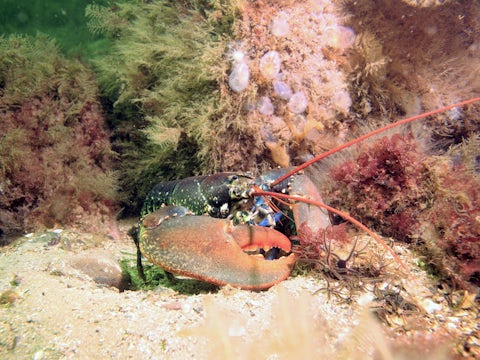 Lobster Homarus gammarus