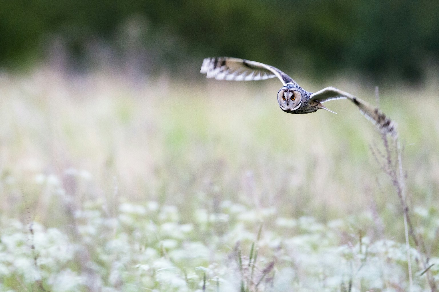 Long eared owl meadow in meadow