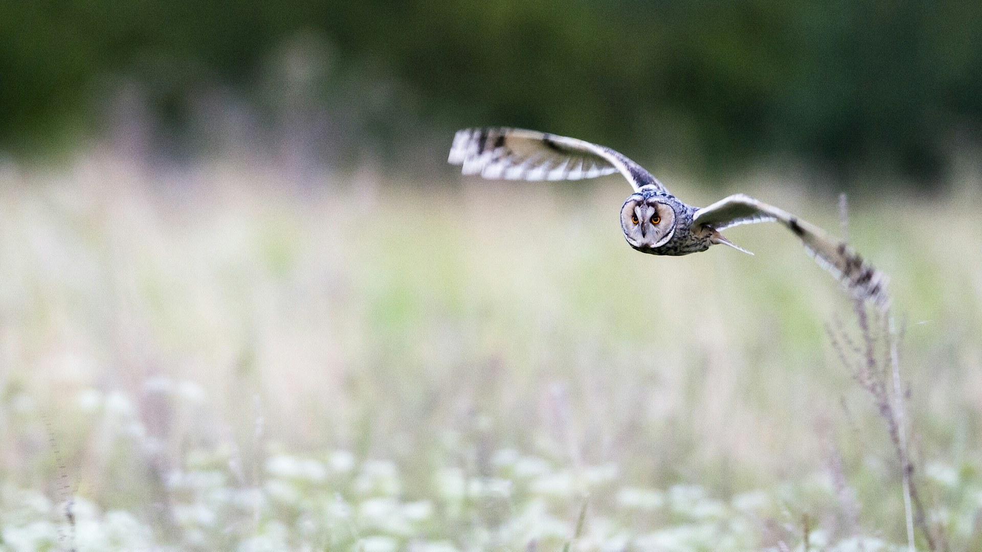 Long eared owl meadow in meadow