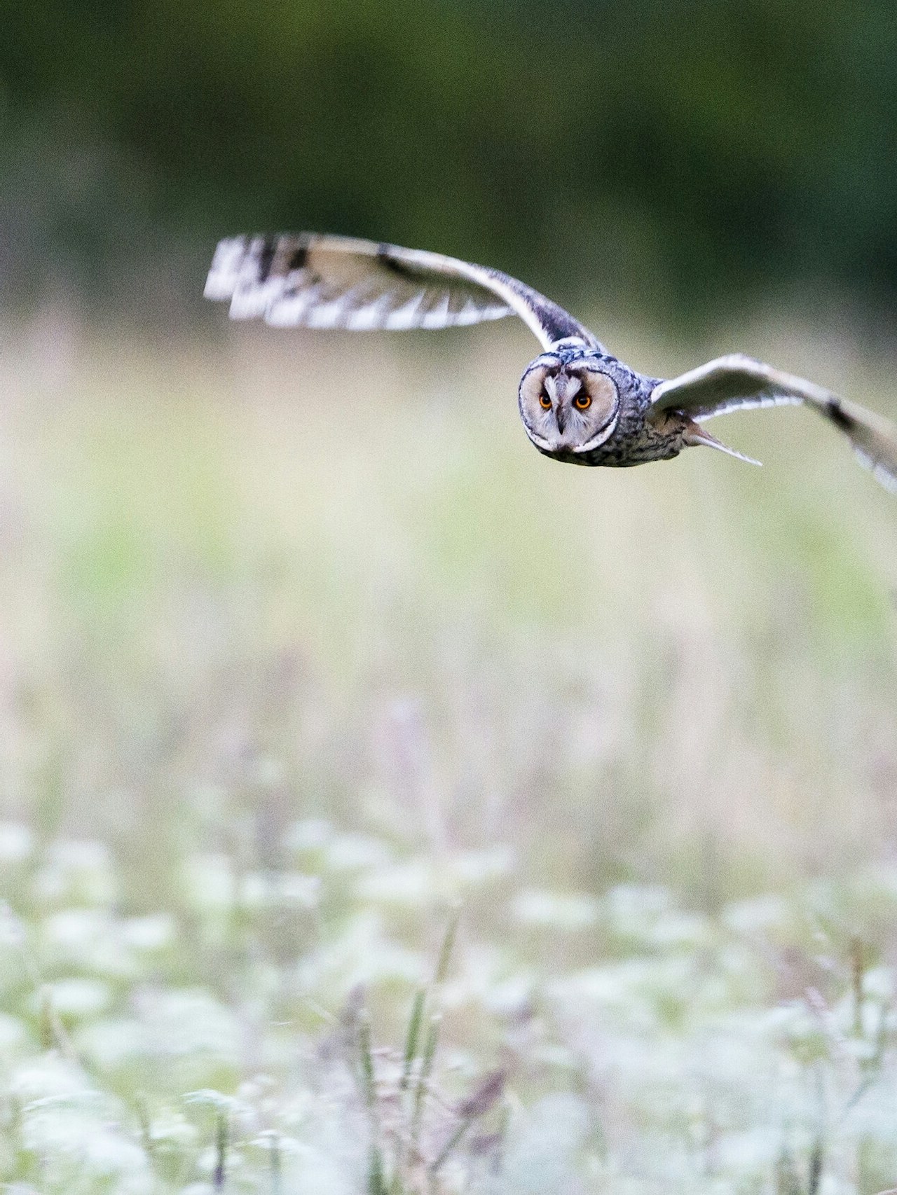 Long eared owl meadow in meadow