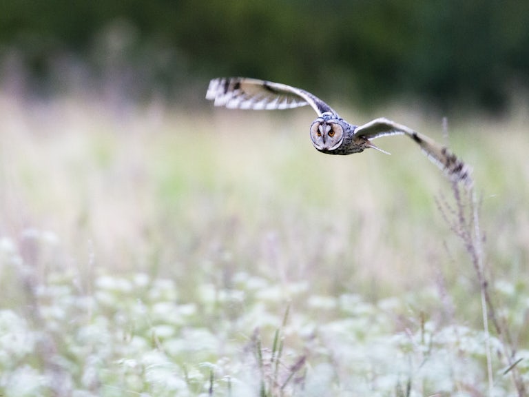 Long eared owl meadow in meadow