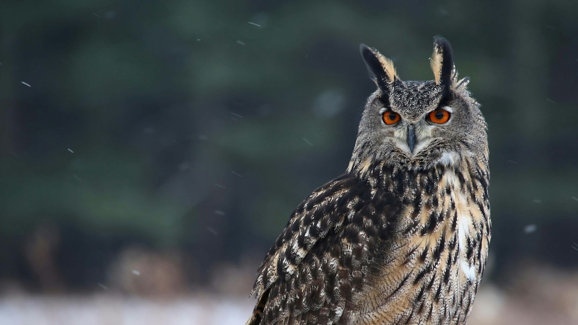 Long eared owl