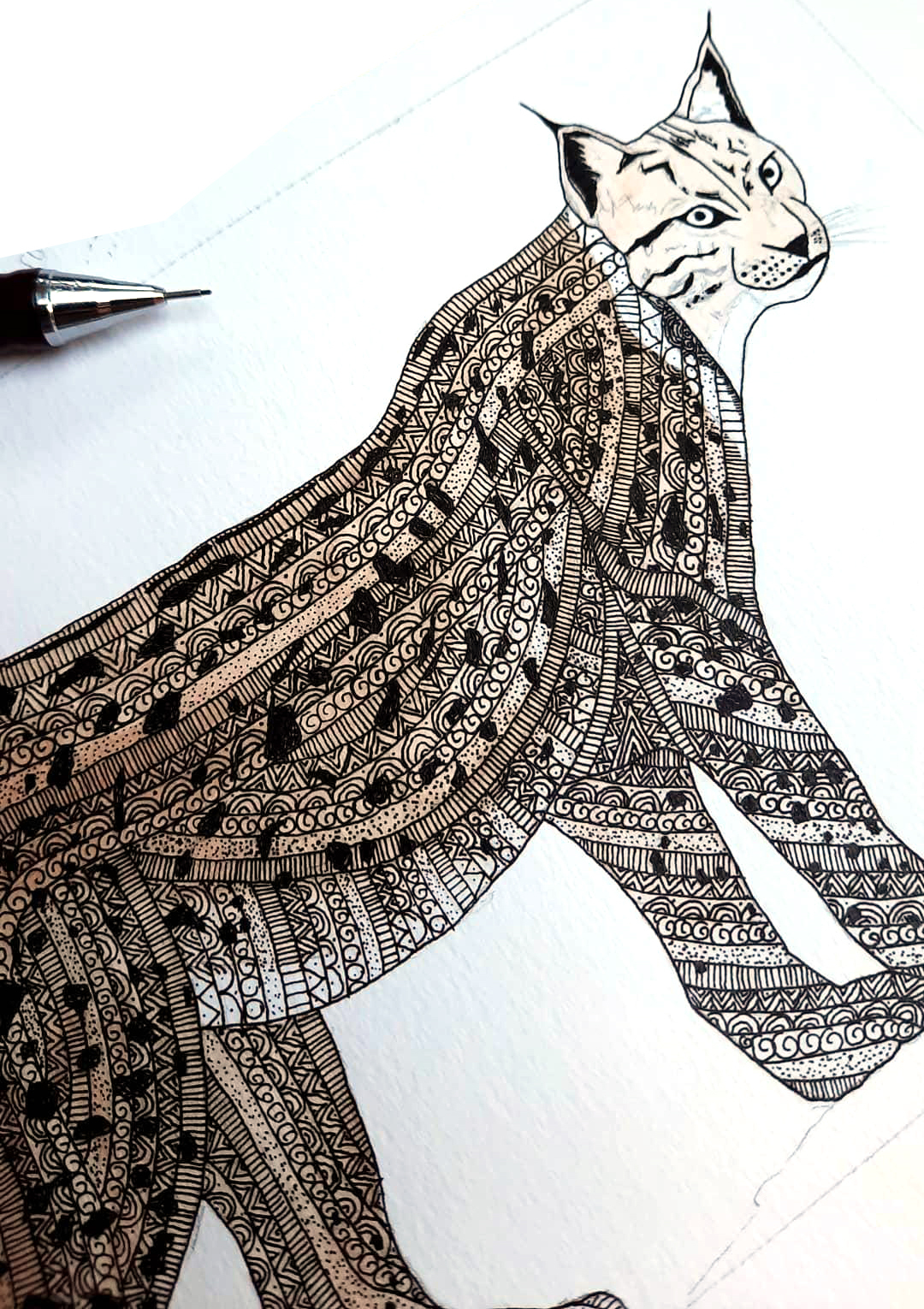 Sketch of a Eurasian lynx