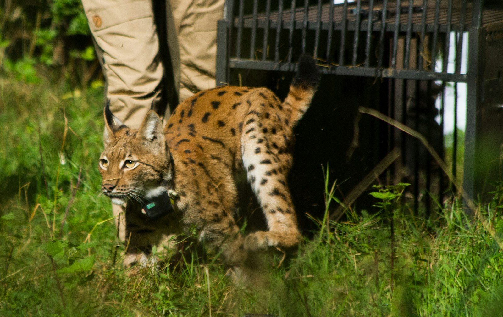 Eurasian lynx being released from a carrier in Germany
