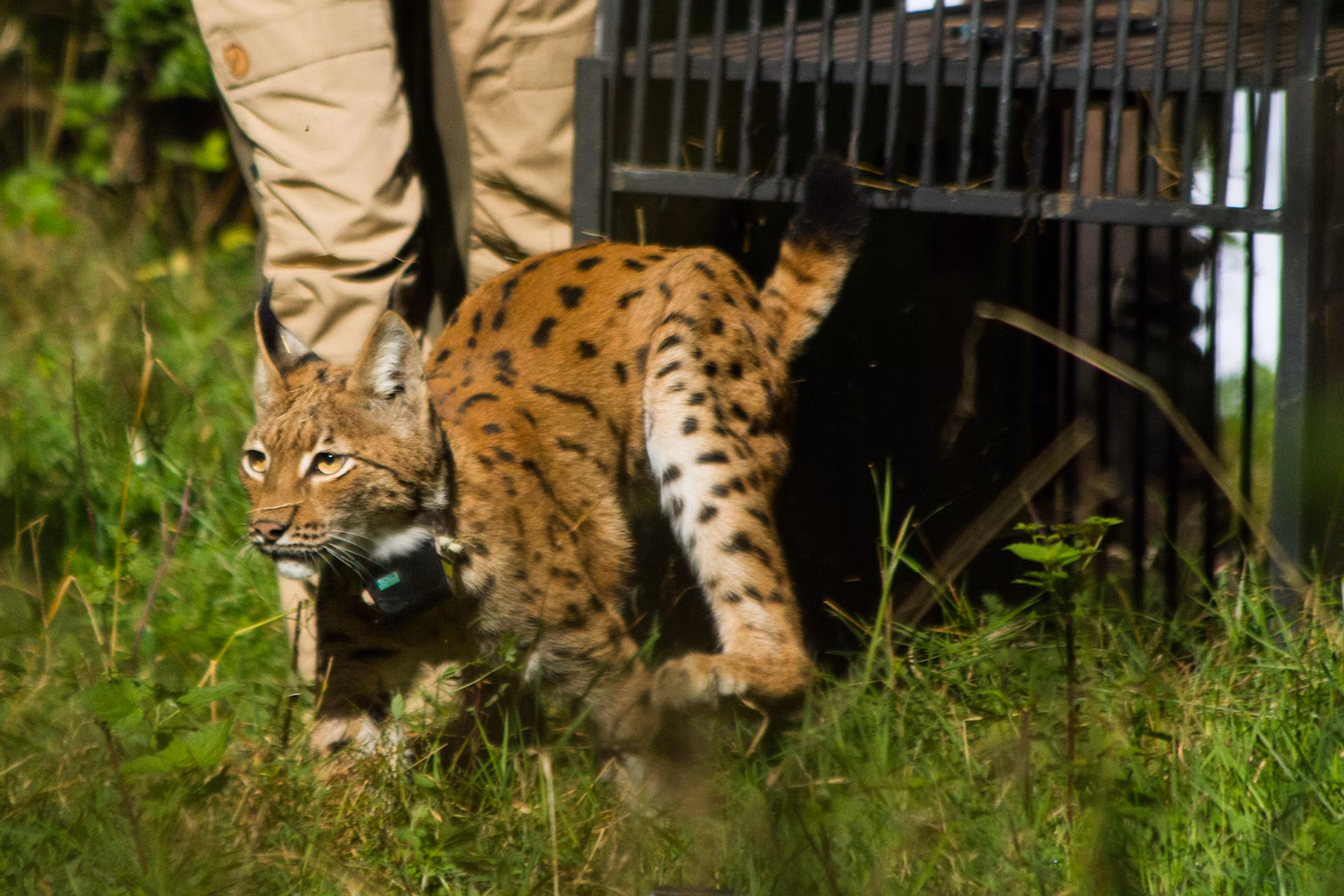 Eurasian lynx being released from a carrier in Germany