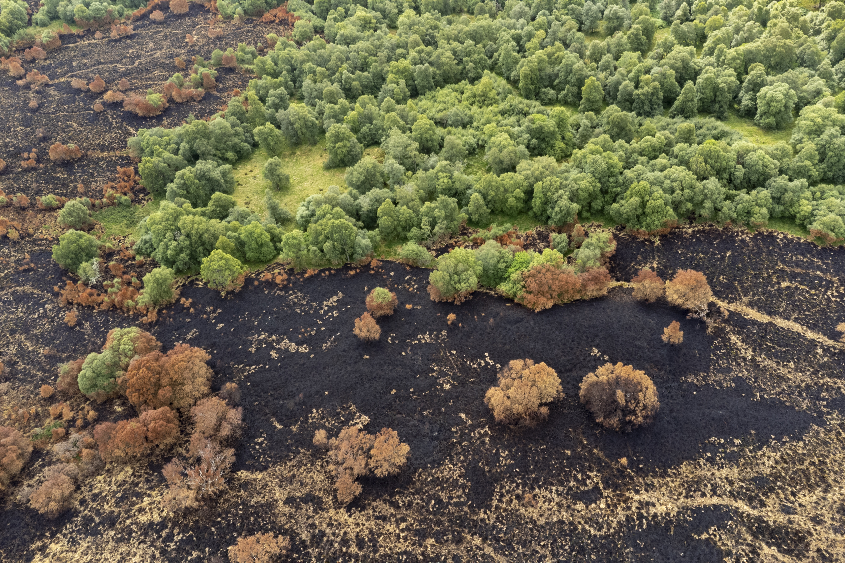 Photo of a landscape which is half burned from a wildfire and half unburnt.