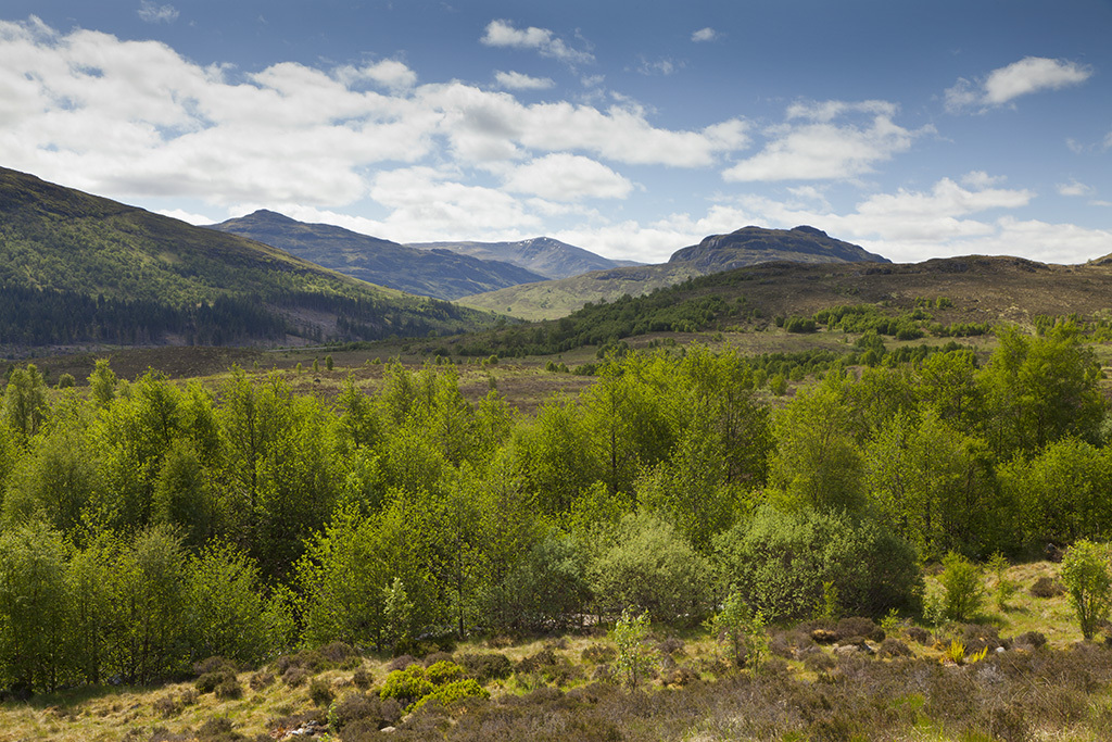 Tree regeneration landscape