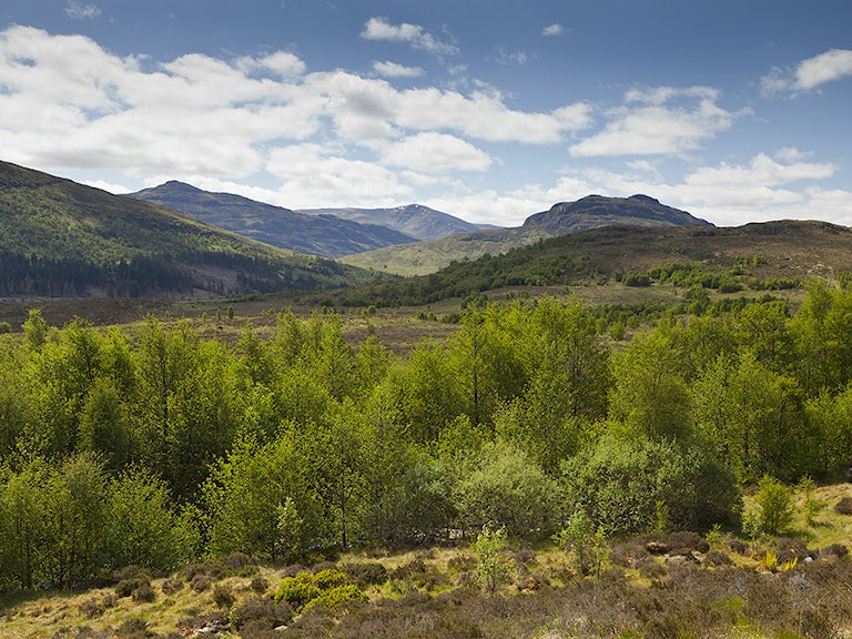Tree regeneration landscape