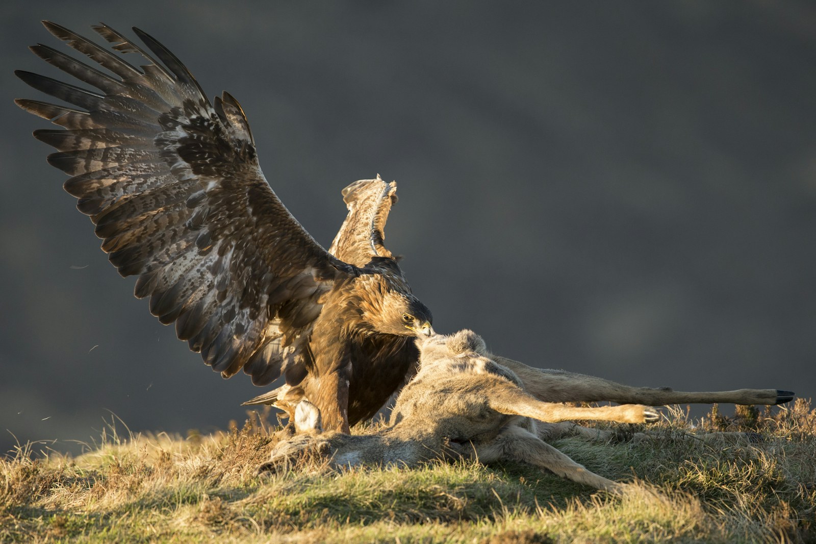 golden eagle feeding