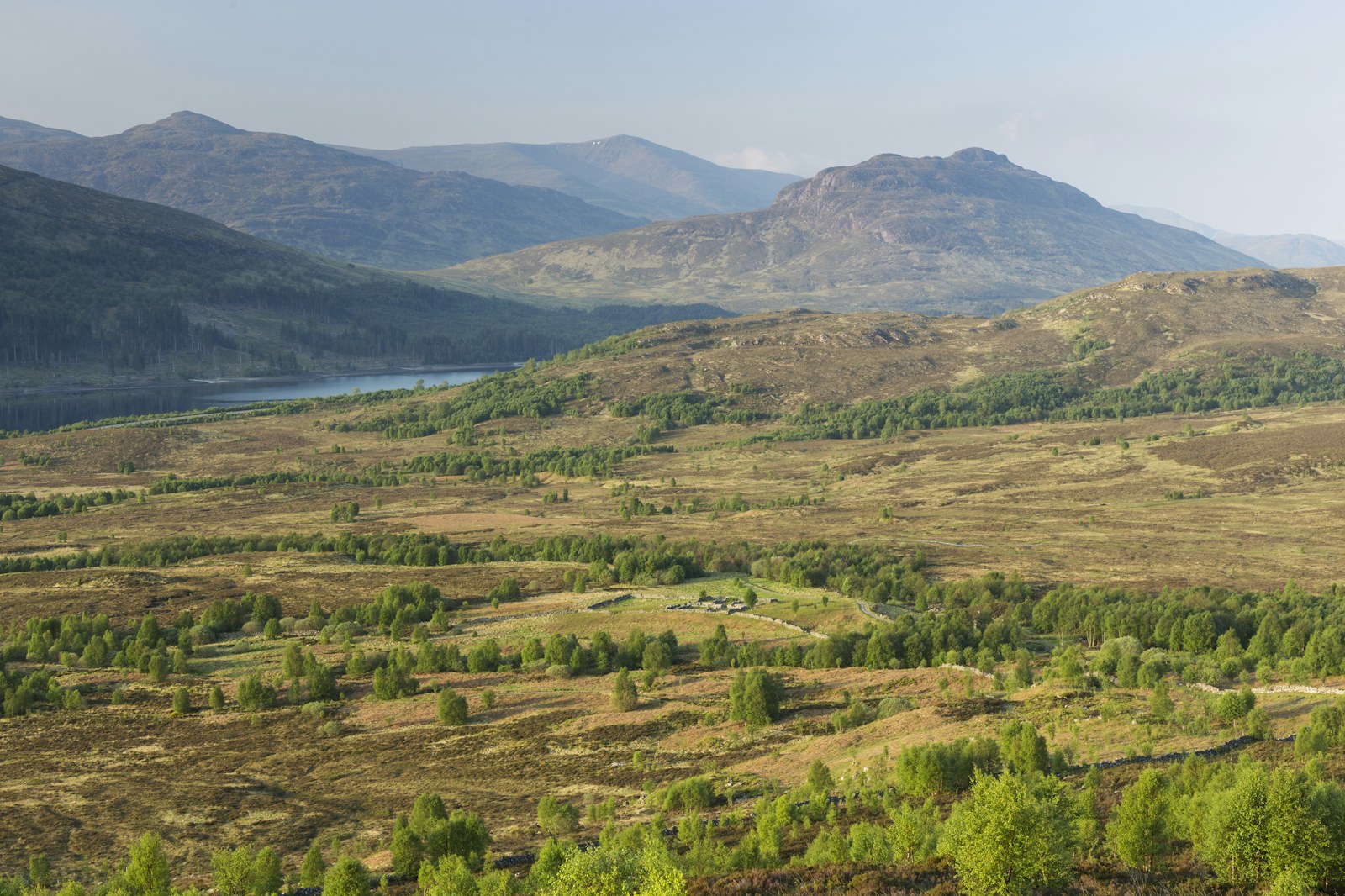 Regenerating forest with birch trees on Creag Meagaidh, Lochaber, Scotland