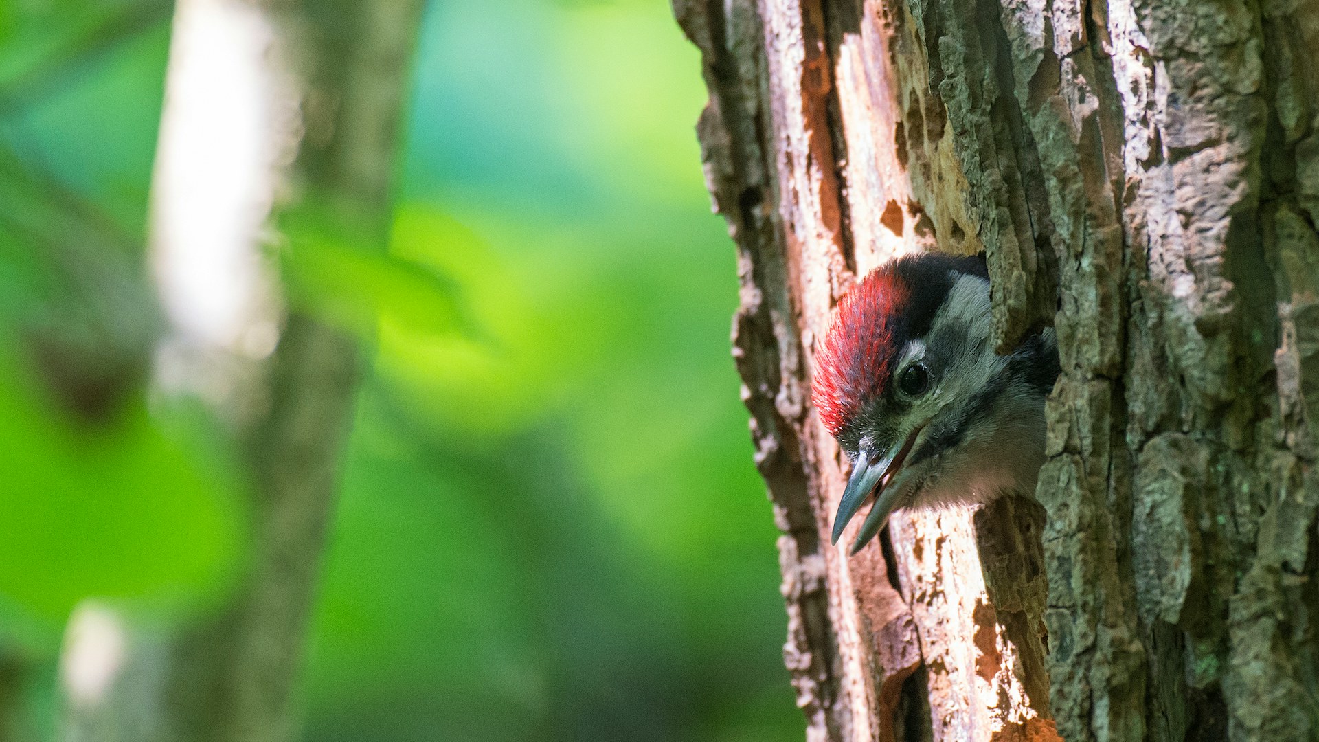 Make woodlands wilder