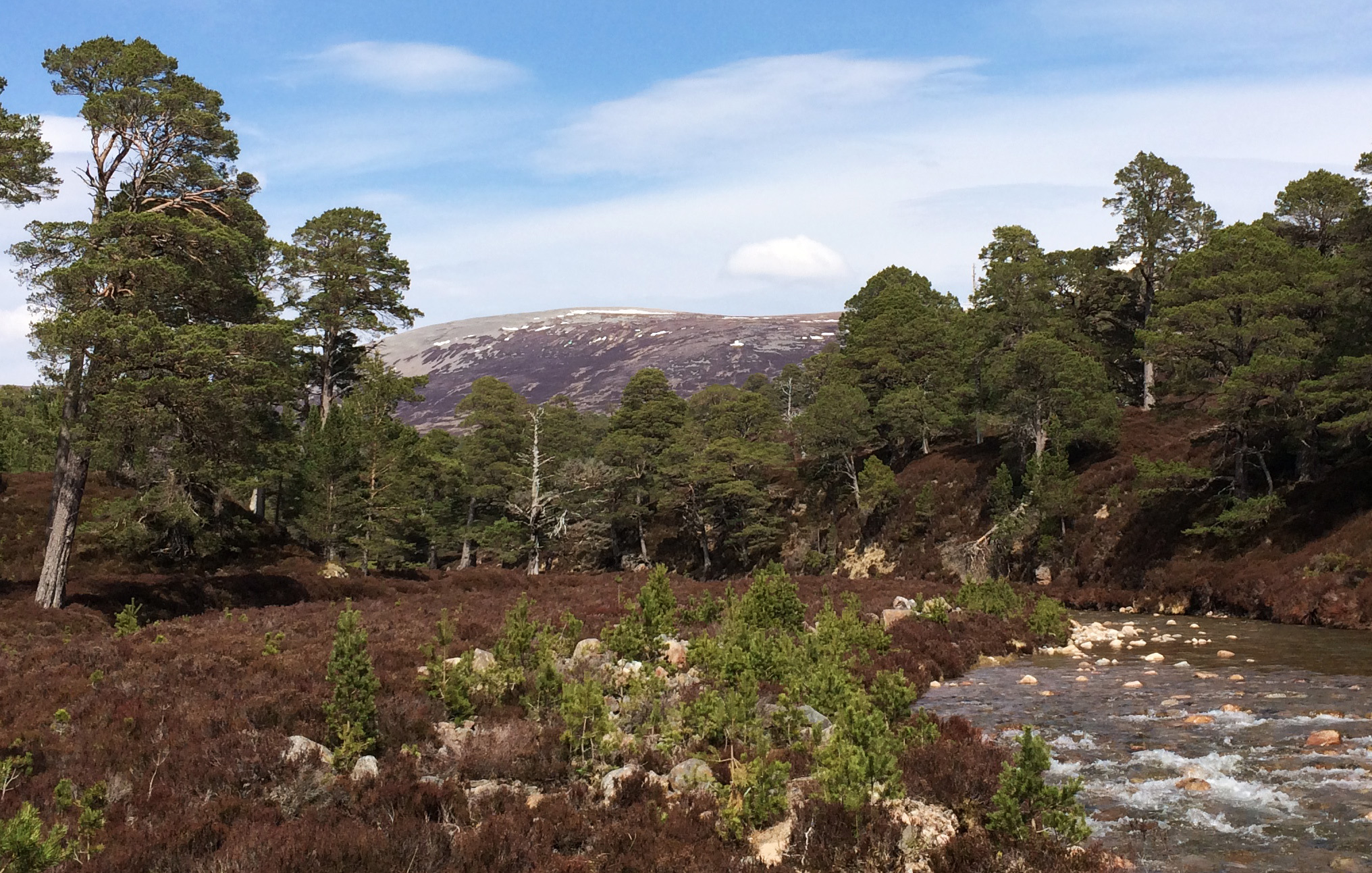 Mar Lodge natural regeneration