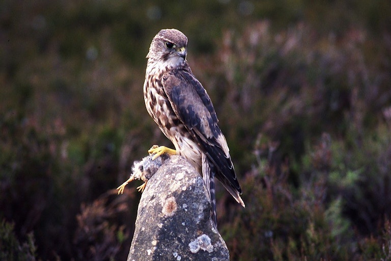 Merlin bird