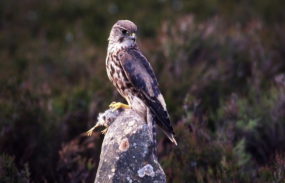 Merlin bird