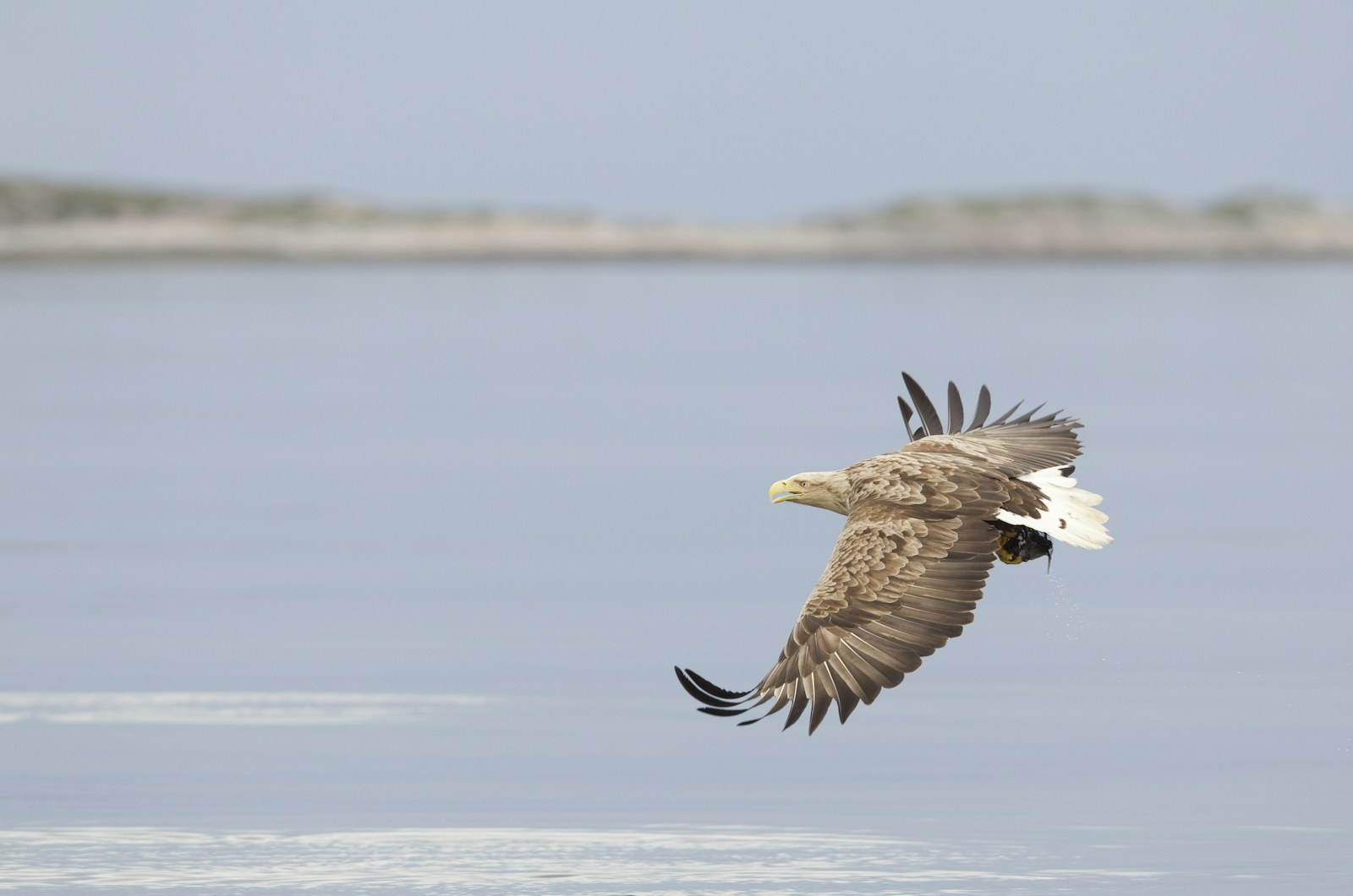 Eagle over the sea