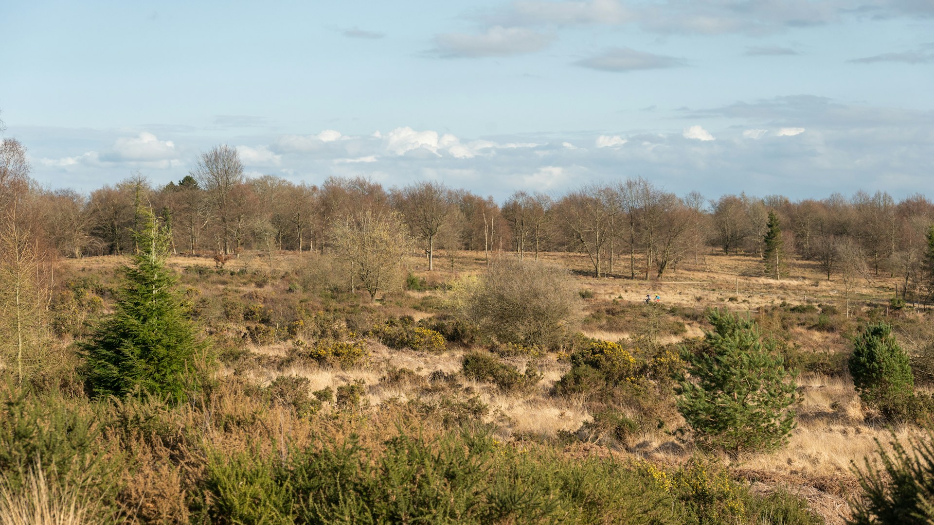 Brown landscape