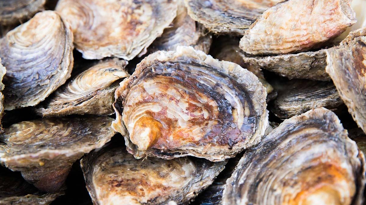Native oysters