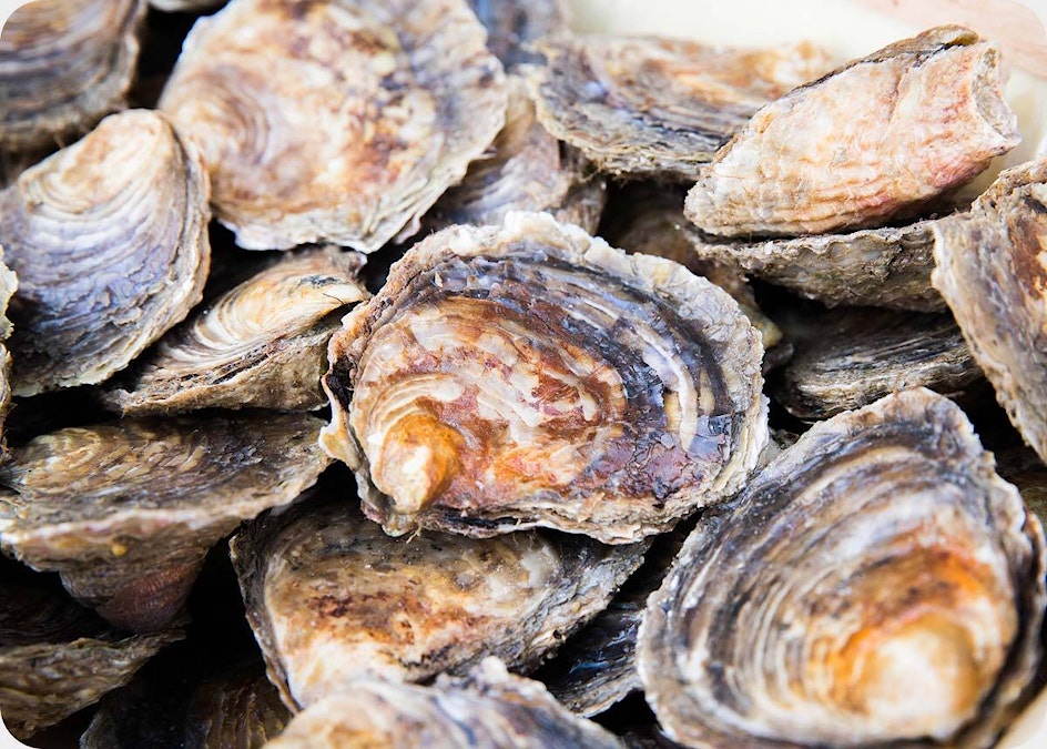 Oyster English Blog New Site Updates